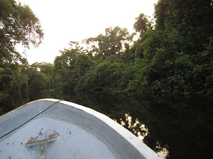 The bow of a boat in a narrow channel through dense mangroves